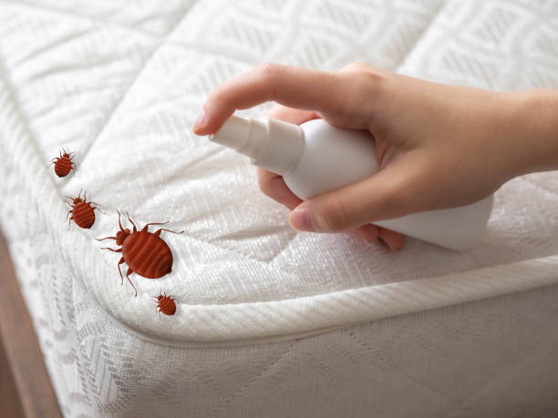 Best Pest Inspection Near Me  in Perth Amboy, NJ