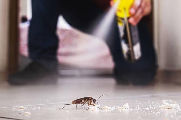Best Mosquito Control Services  in Perth Amboy, NJ