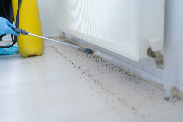 Best Best Pest Control Companies  in Perth Amboy, NJ