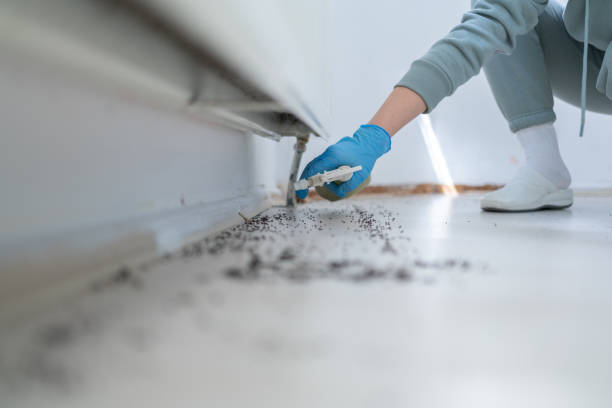 Best Pest Prevention Services  in Perth Amboy, NJ